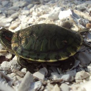 Meet your Posher, Keri